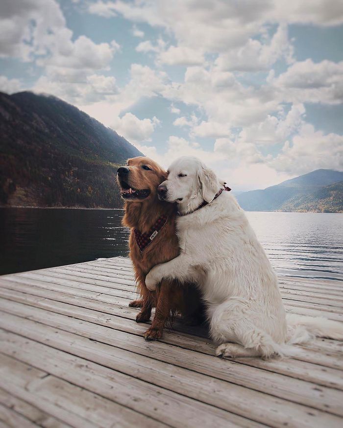 Labradores e golden retrievers 'simpaticães'