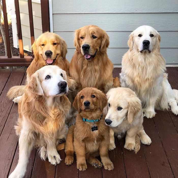 Labradores e golden retrievers 'simpaticães'