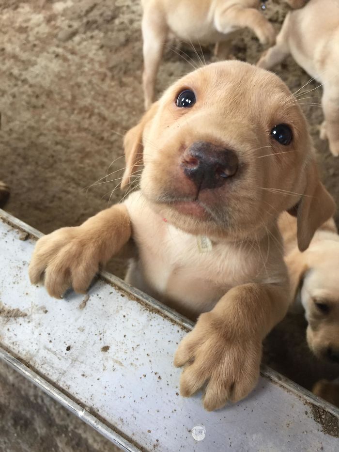 Labradores e golden retrievers 'simpaticães'