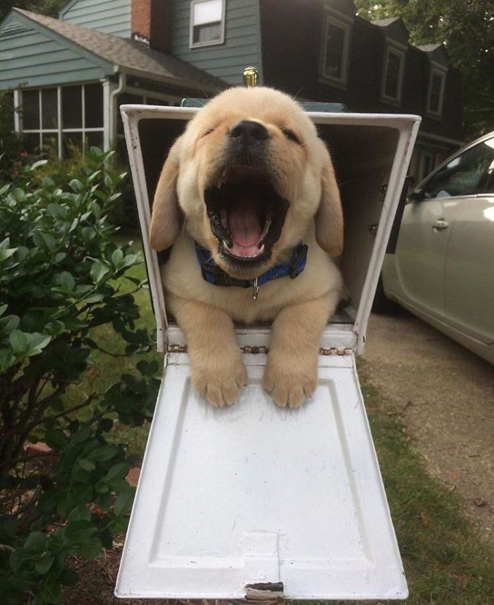 Labradores e golden retrievers 'simpaticães'