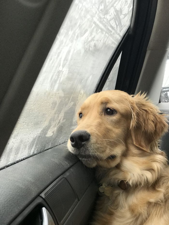 Labradores e golden retrievers 'simpaticães'