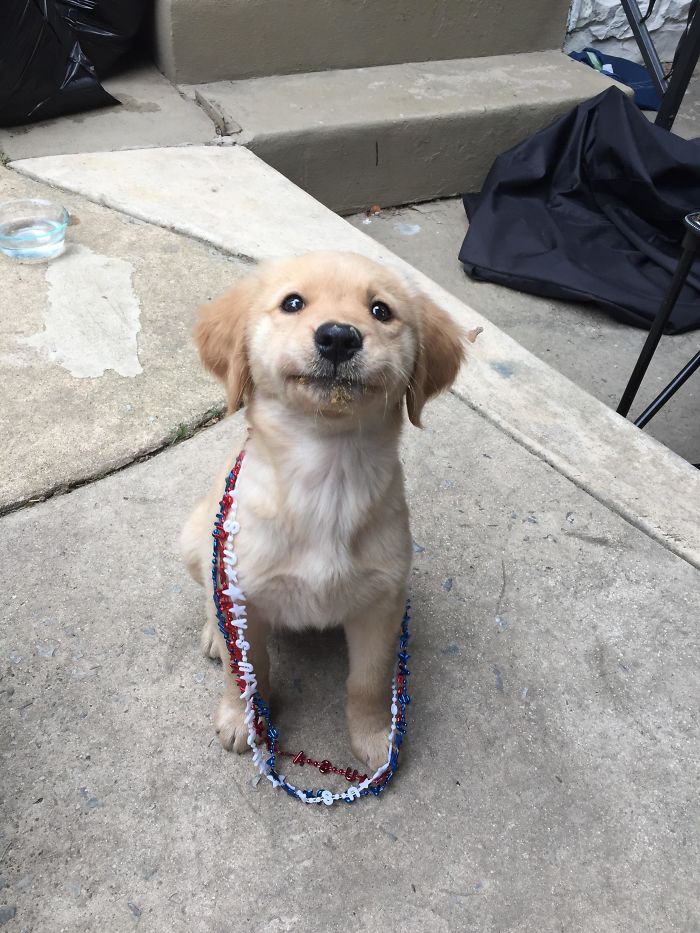Labradores e golden retrievers 'simpaticães'