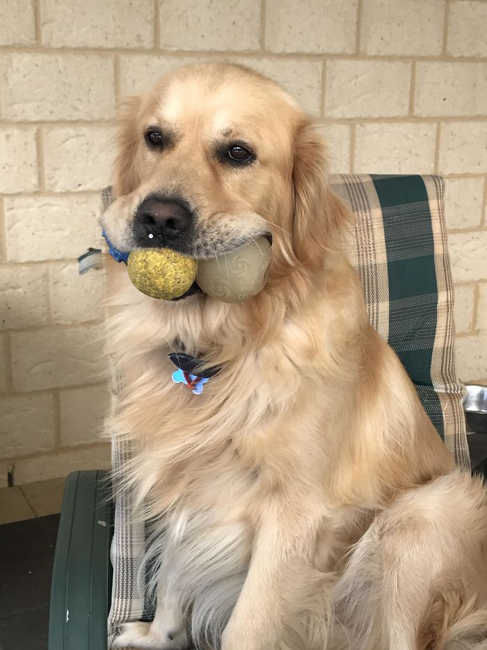 Labradores e golden retrievers 'simpaticães'