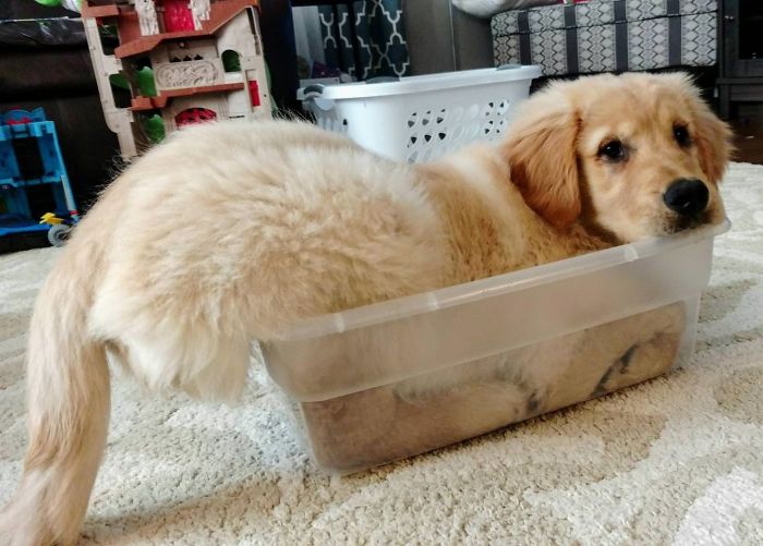 Labradores e golden retrievers 'simpaticães'