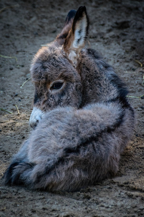 Burros bebês mais fofos do mundo