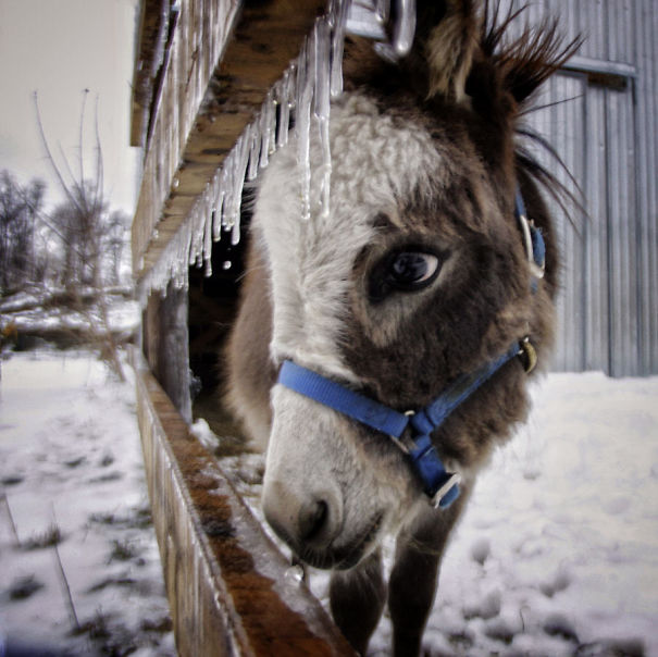 Burros bebês mais fofos do mundo