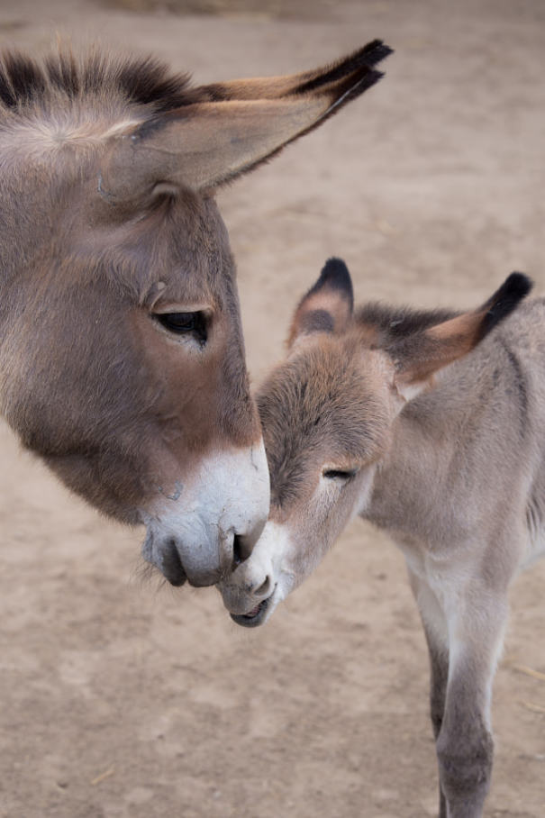 Burros bebês mais fofos do mundo