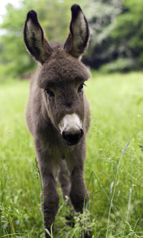 Burros bebês mais fofos do mundo