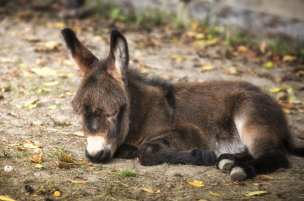 Burros bebês mais fofos do mundo