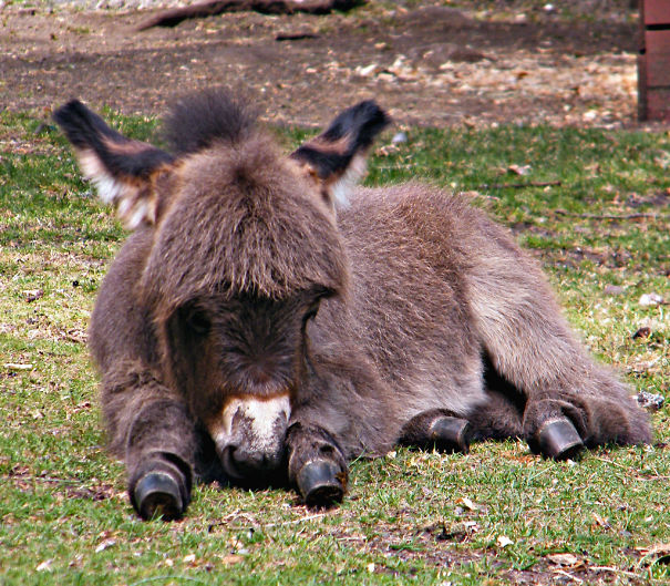 Burros bebês mais fofos do mundo