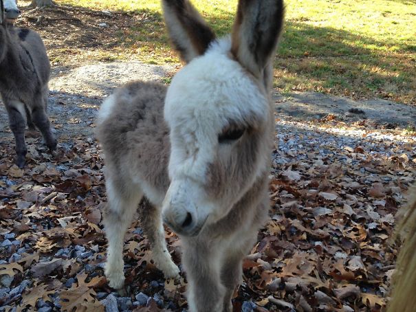 Burros bebês mais fofos do mundo