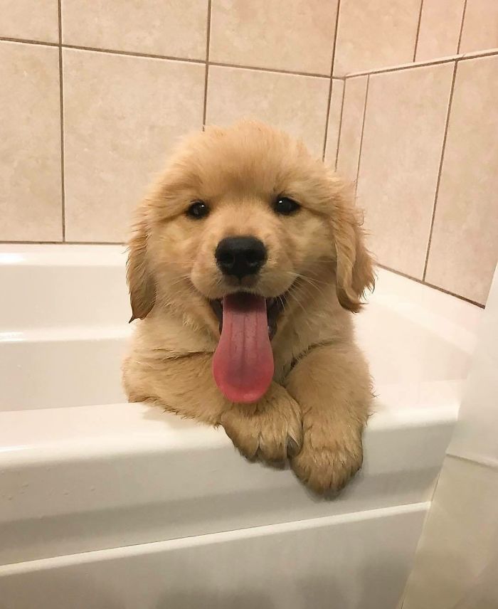Labradores e golden retrievers 'simpaticães'