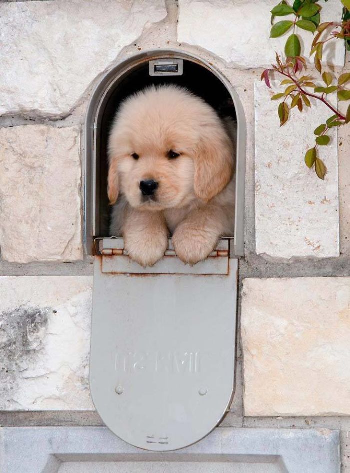 Labradores e golden retrievers 'simpaticães'