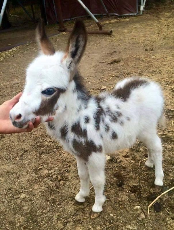 Burros bebês mais fofos do mundo