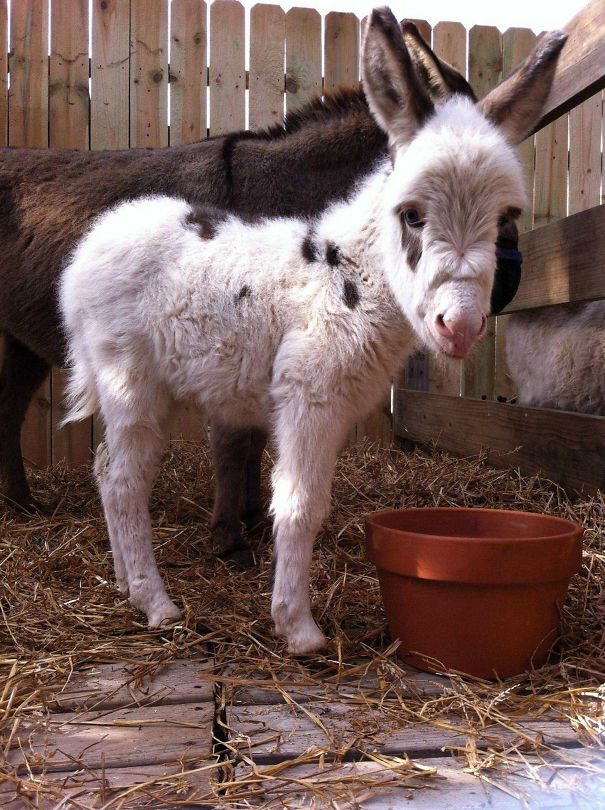 Burros bebês mais fofos do mundo