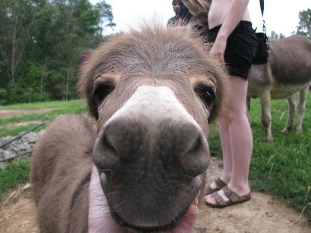 Burros bebês mais fofos do mundo