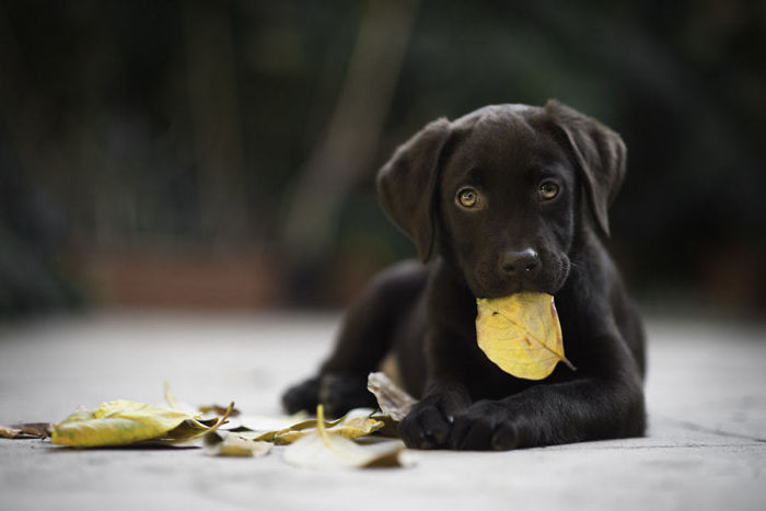 Labradores e golden retrievers 'simpaticães'