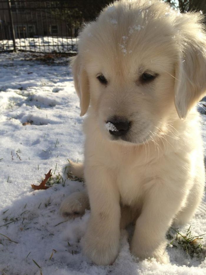 Labradores e golden retrievers 'simpaticães'