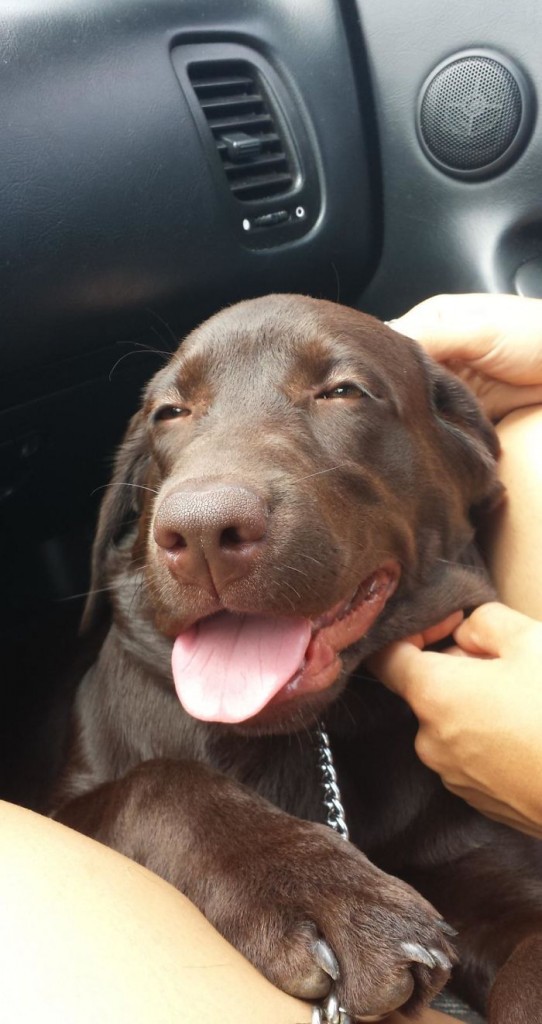 Labradores e golden retrievers 'simpaticães'