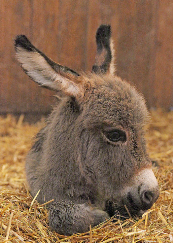 Burros bebês mais fofos do mundo