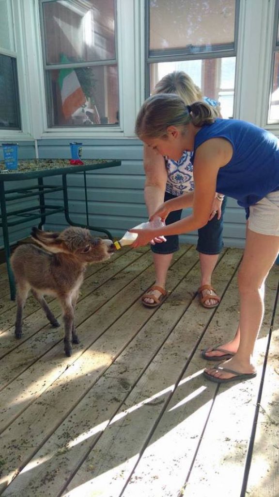 Burros bebês mais fofos do mundo