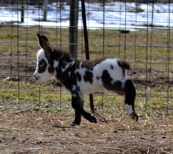 Burros bebês mais fofos do mundo