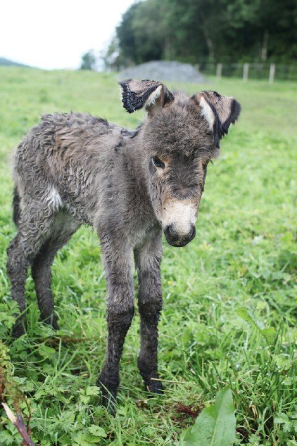 Burros bebês mais fofos do mundo