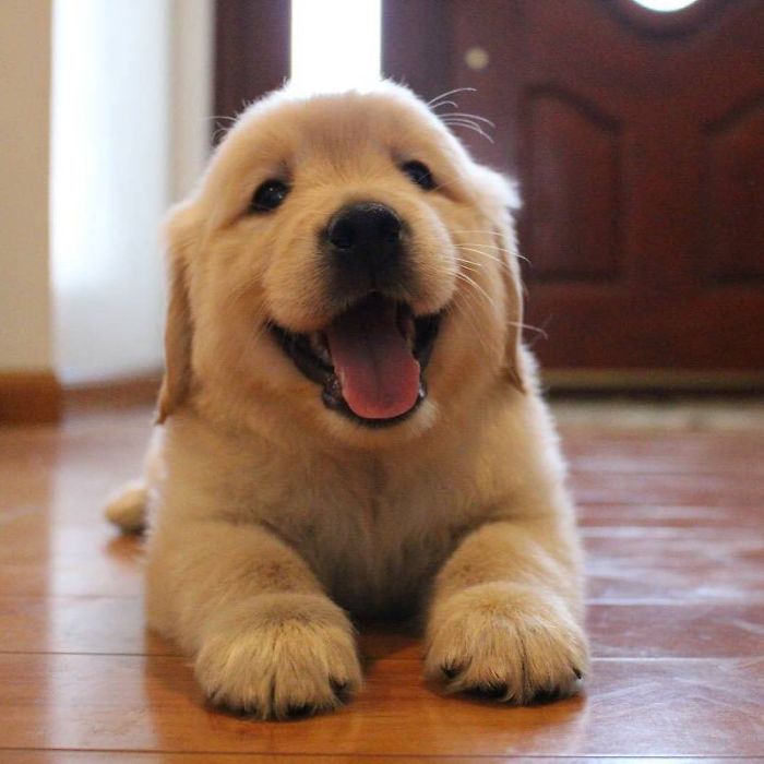 Labradores e golden retrievers 'simpaticães'