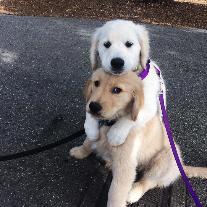 Labradores e golden retrievers 'simpaticães'