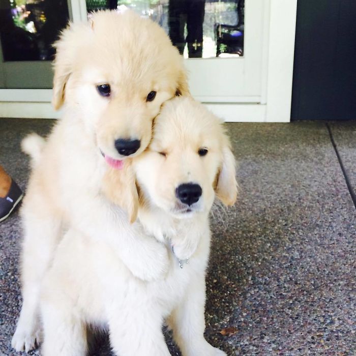 Labradores e golden retrievers 'simpaticães'