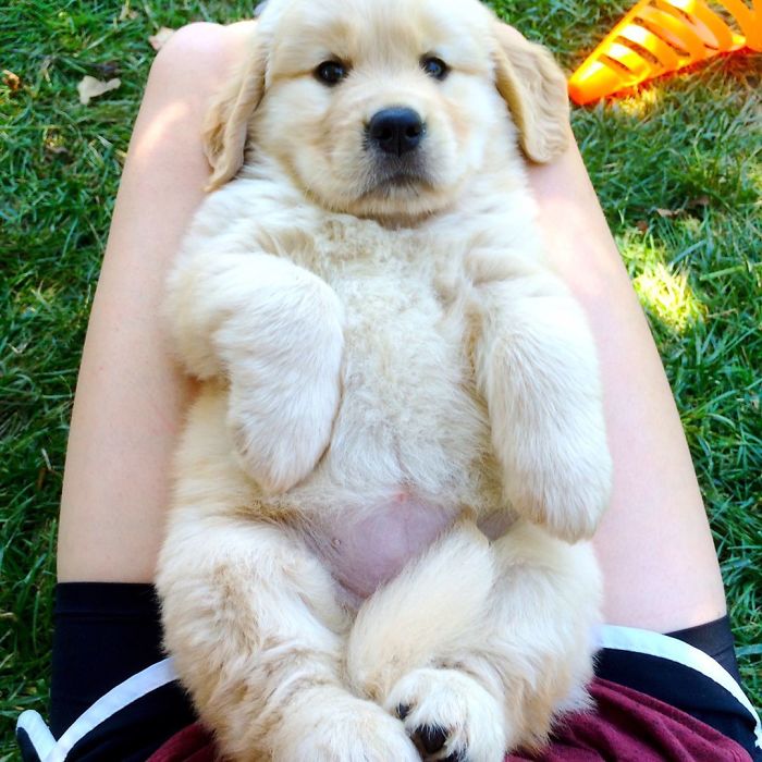 Labradores e golden retrievers 'simpaticães'