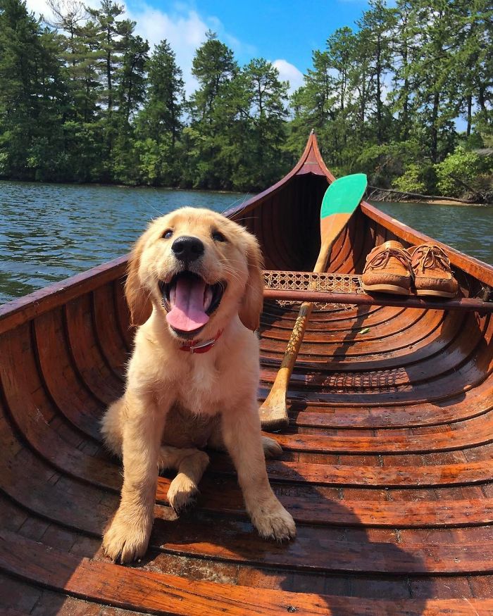 Labradores e golden retrievers 'simpaticães'
