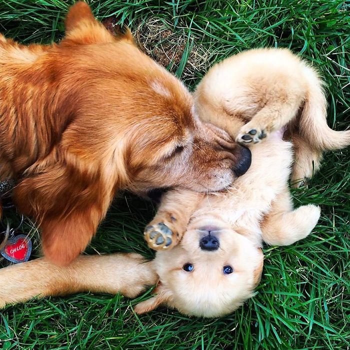 Labradores e golden retrievers 'simpaticães'