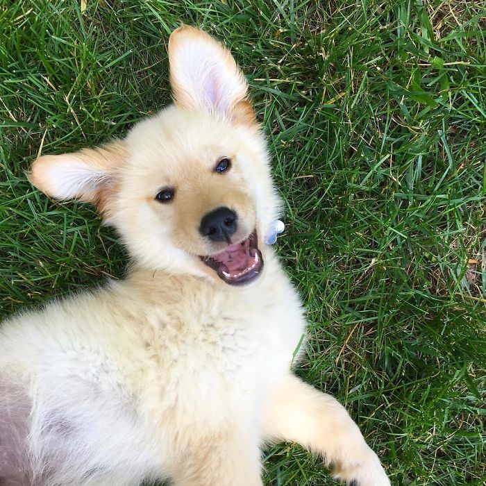 Labradores e golden retrievers 'simpaticães'