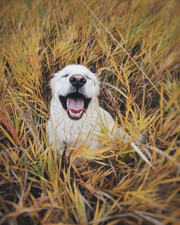 Labradores e golden retrievers 'simpaticães'