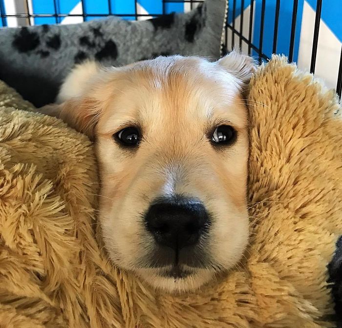 Labradores e golden retrievers 'simpaticães'