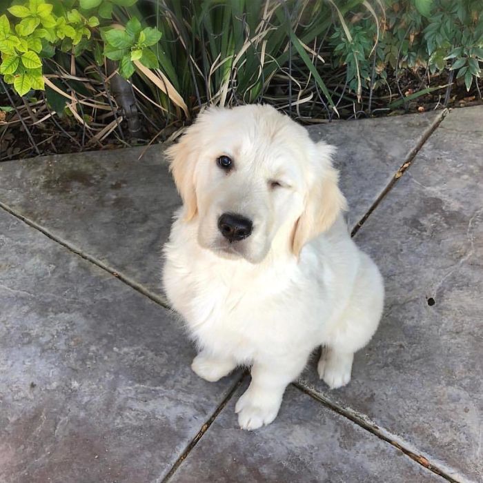 Labradores e golden retrievers 'simpaticães'