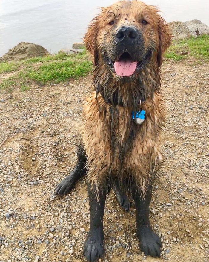 Labradores e golden retrievers 'simpaticães'