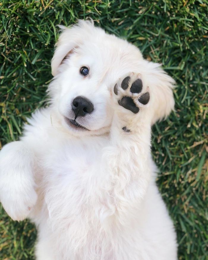 Labradores e golden retrievers 'simpaticães'