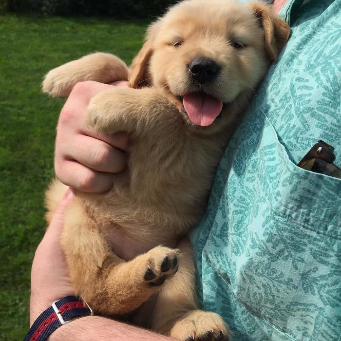 Labradores e golden retrievers 'simpaticães'