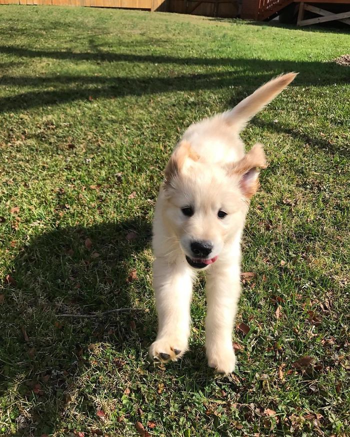 Labradores e golden retrievers 'simpaticães'