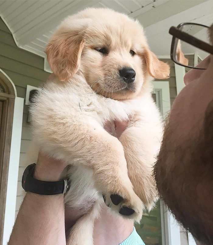 Labradores e golden retrievers 'simpaticães'