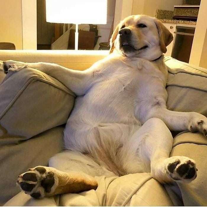 Labradores e golden retrievers 'simpaticães'