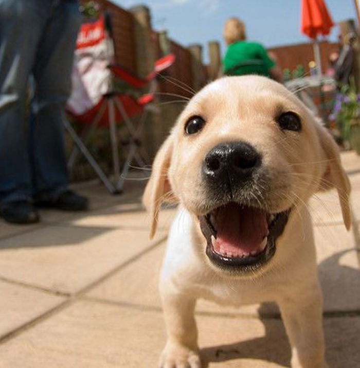 Labradores e golden retrievers 'simpaticães'
