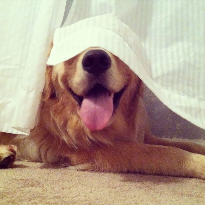Labradores e golden retrievers 'simpaticães'