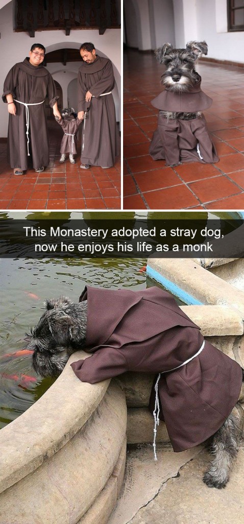 Cachorro do monastério