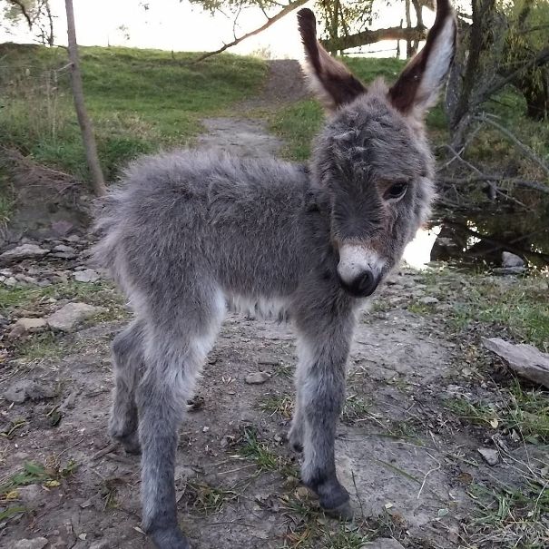 Burros bebês mais fofos do mundo