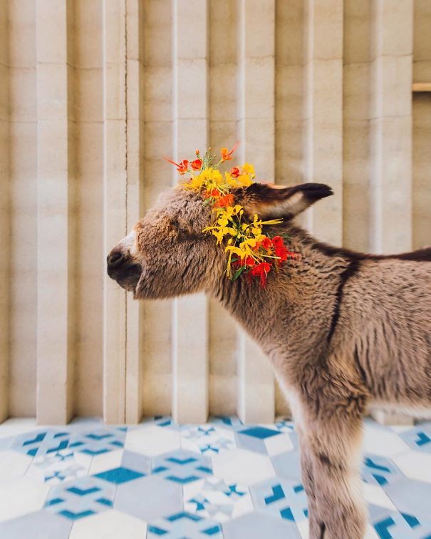 Burros bebês mais fofos do mundo