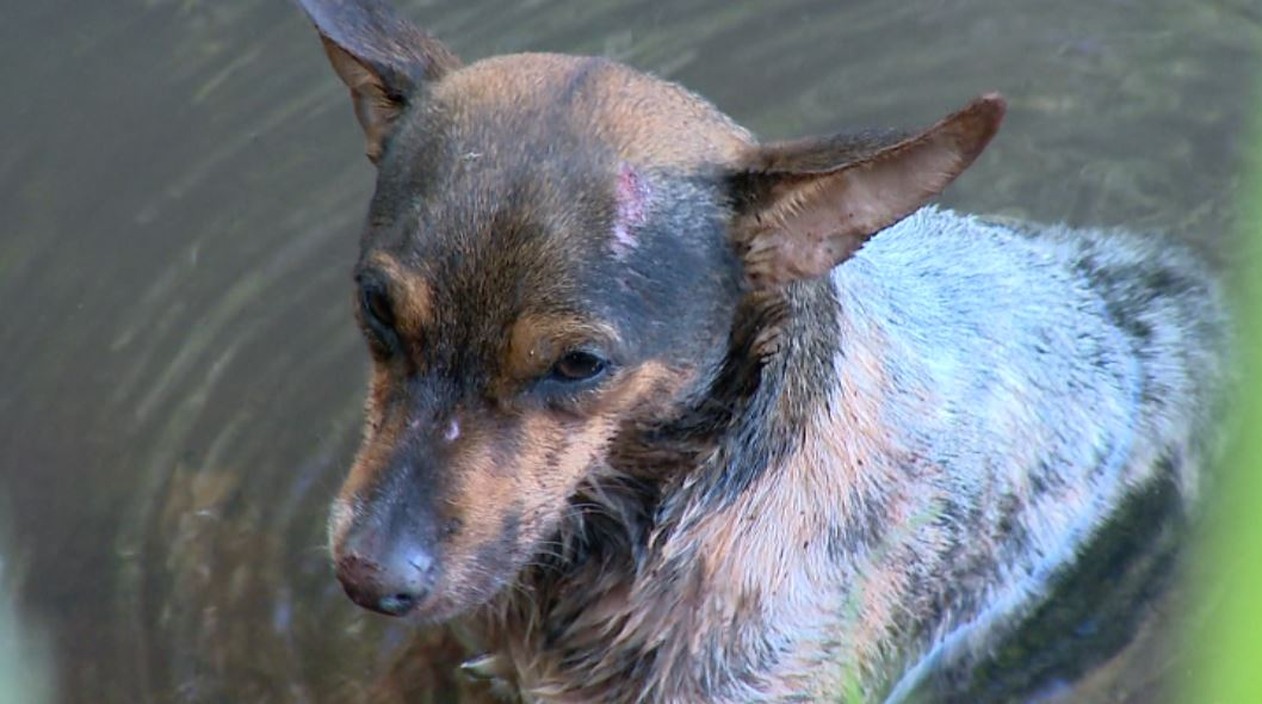Cachorro é salvo dentro de córrego em Ribeirão Preto