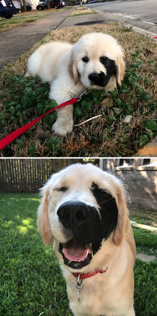 Labradores e golden retrievers 'simpaticães'